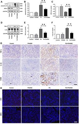 Roxadustat (FG-4592) Facilitates Recovery From Renal Damage by Ameliorating Mitochondrial Dysfunction Induced by Folic Acid